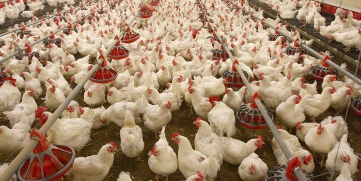 چراغ سبز وزارت جهاد برای حذف مرغ‌‌‌های مادر گوشتی مسن 