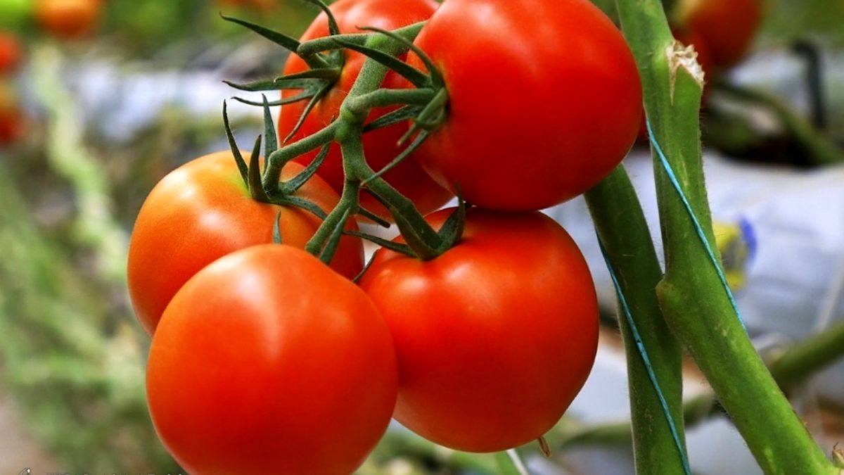 عرضه گوجه فرنگی افزایش می یابد
