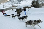 تصاویر; مسابقات سگهای سورتمه ران در آلپ