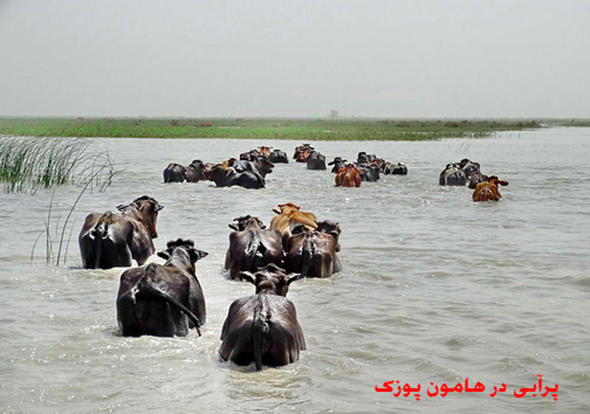 
تالاب هامون خشک شد+ تصاویر
