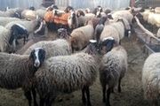 عرضه دام زنده برای عید قربان صورت نمی گیرد /سفارش نذورات به قصابی ها