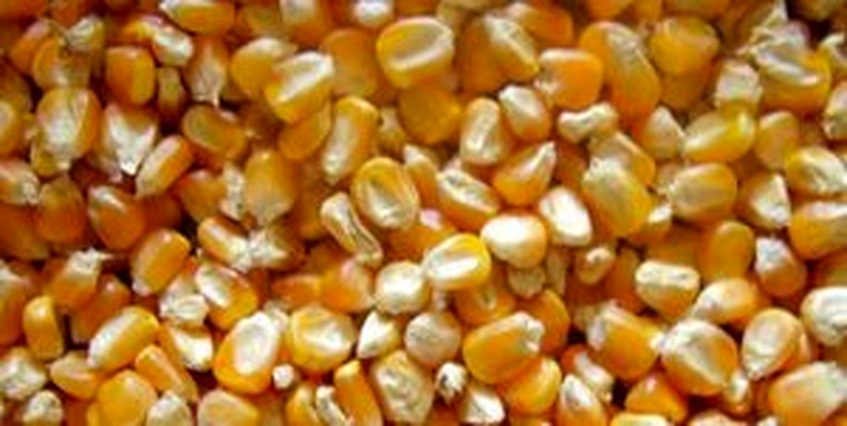 
قیمت جدید خوراک دام و طیور اعلام شد
