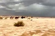 تبدیل شدن صحرا به رودخانه یخی در عربستان