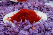 توسعه صنایع تبدیلی و تکمیلی به کمک صادرات زعفران می‌آید
