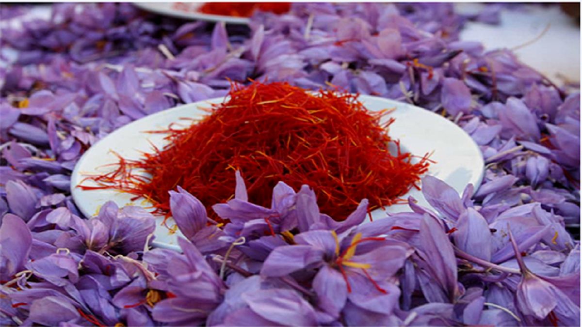 صادرات طلای سرخ ۴۰ درصد افزایش می‌یابد
