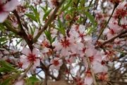  شکوفه‌های بهاری در زمستان/ گزارش تصویری