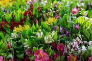 بازار گل تهران در آستانه‌ی نوروز /گزارش تصویری