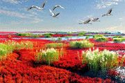 گزارش تصویری; ساحل سرخ در چین
