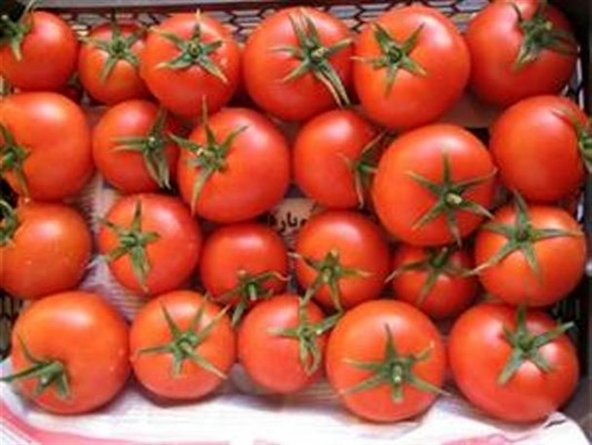 
گوجه فرنگی یک شبه در روانسر 4000 تومان شد