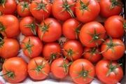 
گوجه فرنگی یک شبه در روانسر 4000 تومان شد