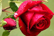 تاج گل خیریه
