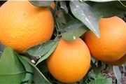 درخواست یک نماینده برا سازماندهی بازار فروش مرکبات