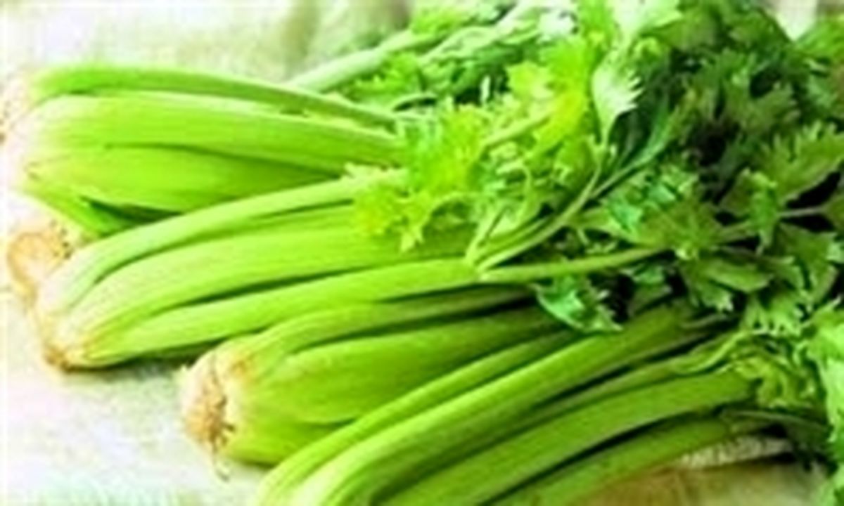 اجرای طرح «استحصال مواد موثره کرفس کوهی» در چهارمحال و بختیاری