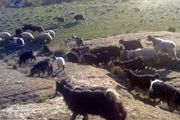 سریال تکراری سرقت احشام در بیجار