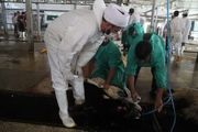 حذف ناظر دامپزشک به بهانه کاهش هزینه‌های واردات گوشت! 