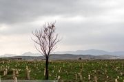 قبرستان قربانیان زلزله سرپل ذهاب/ عکس