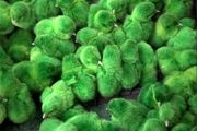 طرح بیمه اجباری جوجه یک روزه در اردبیل اجرا می‌شود‌ 