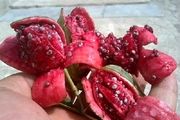 برداشت هندوانه کوهی ( لگجی ) از طبیعت شهرستان جم