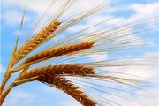 آغاز خرید تضمینی گندم در کشور