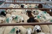 گوسفند در کدام استان ارزان‎تر است؟