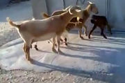 چرا به بز پروفسور حیوانات می‌گویند؟! + فیلم 