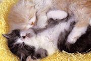 گزارش تصویری; خوابیدن با مزه حیوانات