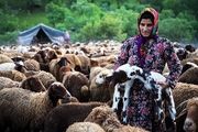 نغمه زیبای کوچ/گزارش تصویری