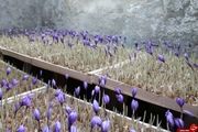 کاشت گلخانه ای محصول زعفران بدون خاک در بردسکن+تصاویر
