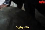 شوخی وزیر خارجه با لاک‌پشت ۳۰۰ ساله / فیلم