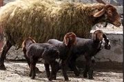 اسیدهای چرب امگا ۳ و ۶ در گوسفندهای کردی افزایش یافت 