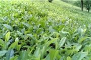 بازرگانان در صف خرید چای ایرانی