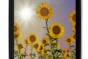 پس زمینه زنده گل‌های آفتاب‌گردان