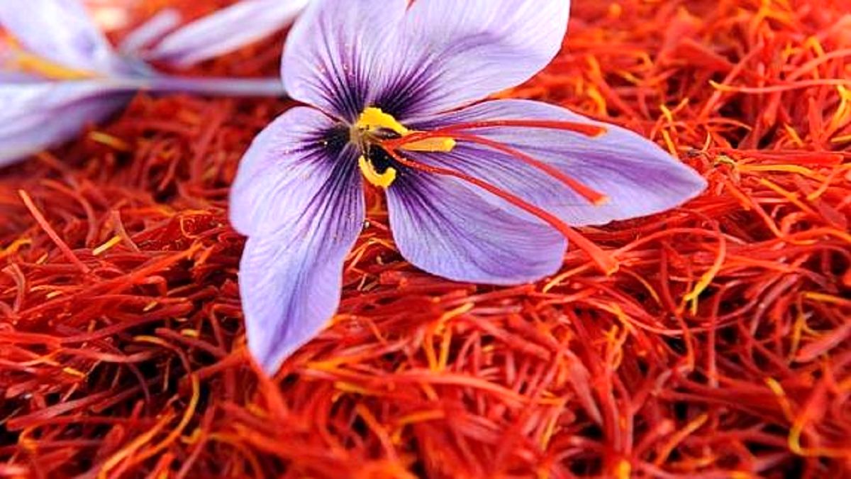 رشد ۲۰ درصدی تولید طلای سرخ
