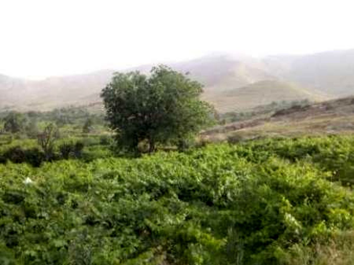 روستای خالی از سکنه دوباره جان گرفت