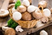 صادرات قارچ به ۱۷ هزار تن می‌رسد
