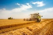 سرنوشت نرخ خرید تضمینی گندم به کجا رسید؟
