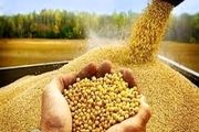 شناسایی ژن افزایش دهنده پروتئین ذرت برای تضمین امنیت غذایی
