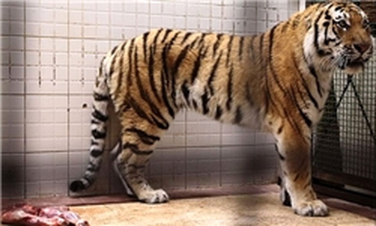 رهایی ببر سیبری در گروی نامه سازمان محیط زیست