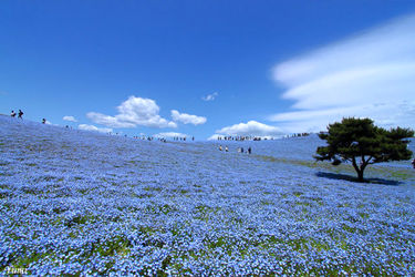 n00096731-r-b-011
