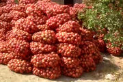 دو هزارتن انار داراب روی دست باغداران