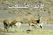 پدیده‌ای جدید به نام«نذر محیط‌زیست»