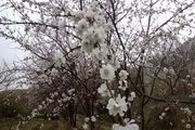 کاهش دمای کنونی استان زنجان خسارت زیادی به باغداران وارد می کند