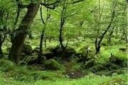  جنگل‌ مصنوعی در شهرستان ایجرود کاشته می‌شود 