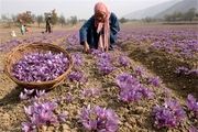 رقیب جدی برای طلای سرخ ایران پیدا شد