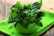 خواص بی نظیر ریحان+ 10 ویژگی منحصر به فرد