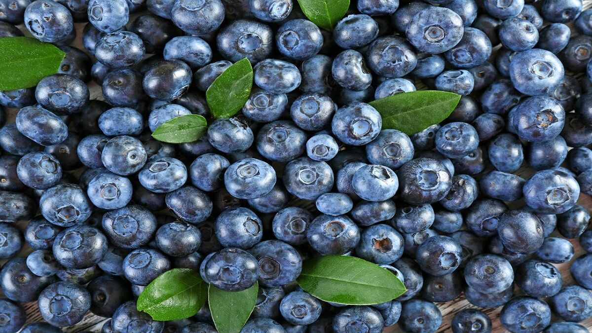 بلوبری دشمن آلزایمر است
