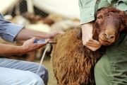 «تب برفکی» به انسان منتقل می‌شود؟