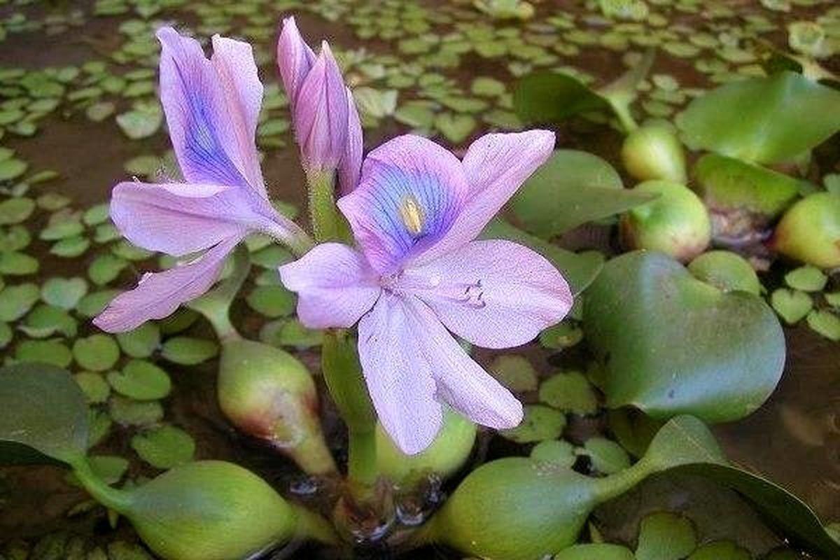 «سنبل آبی» منابع آبی گیلان را تهدید می‌کند