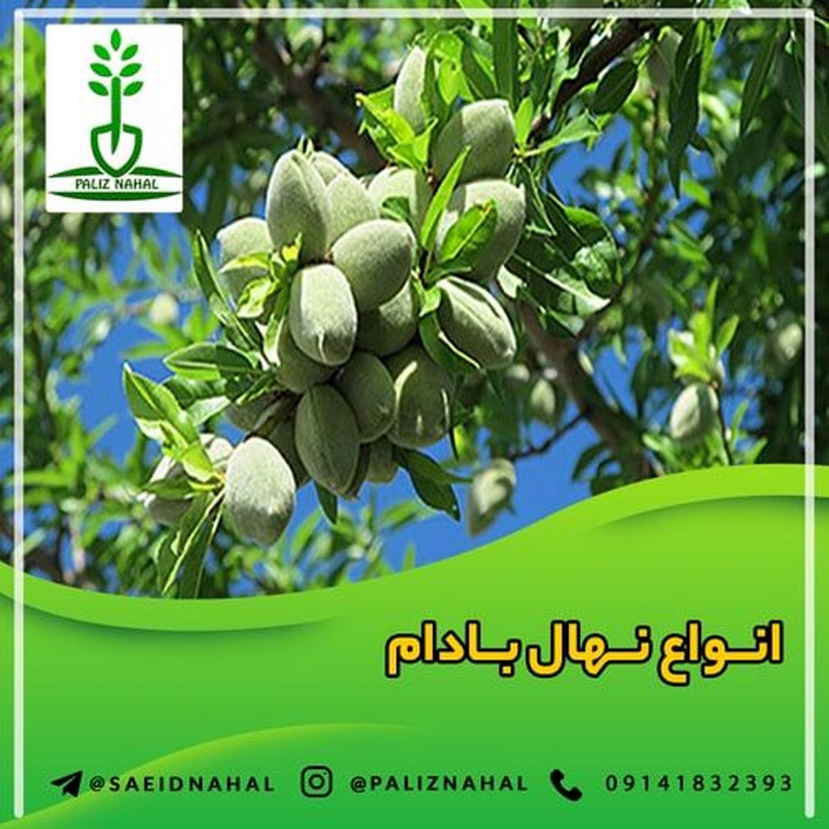 خرید نهال بادام، یک انتخاب هوشمندانه برای درآمدزایی + مشاوره رایگان

