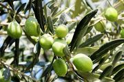 ایران به ریاست شورای بین‌المللی زیتون انتخاب شد